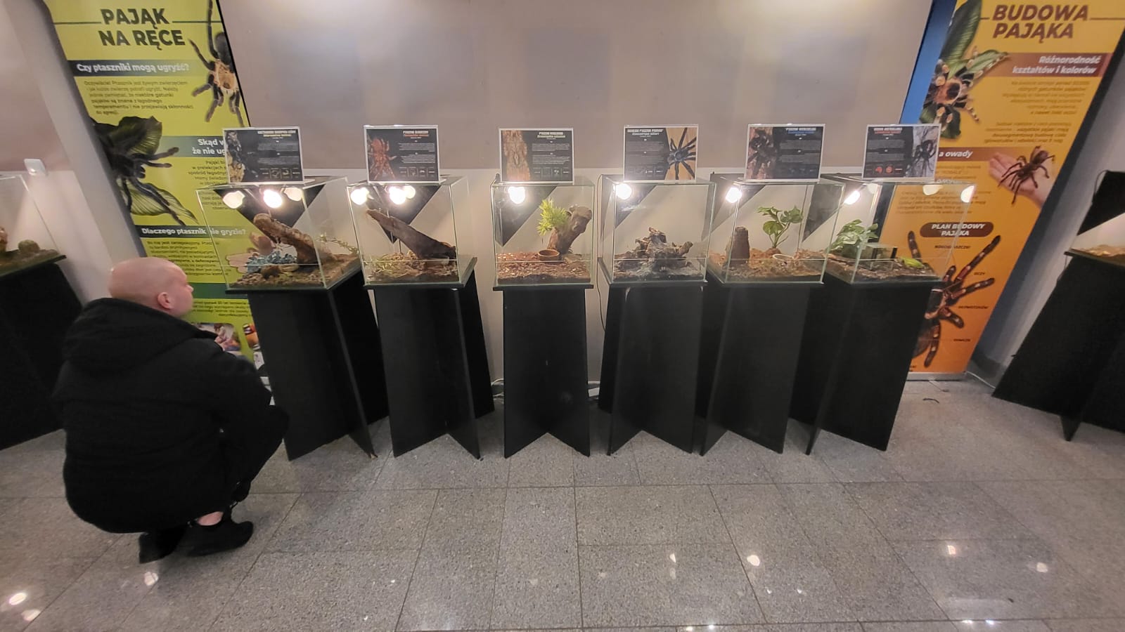 Egzotyczne pajęczaki zawitały do Strzegomia [FOTO] 